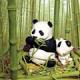pandaghost