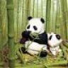 pandaghost
